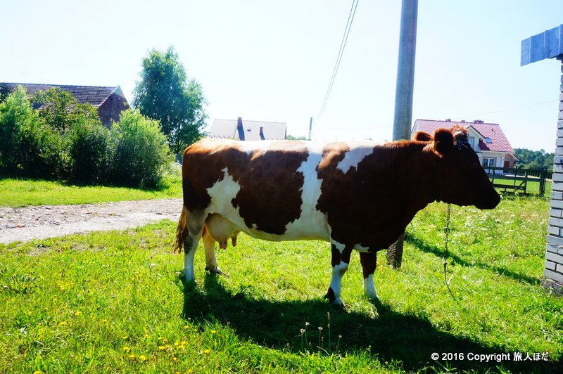 どうでもいいけど、バス停の真横に牛がいたから撮ってみる（笑）